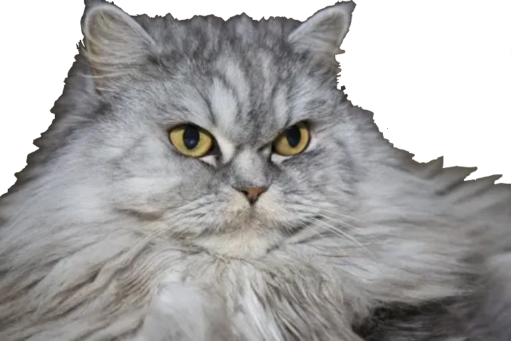 Серьёзный пушистый кот